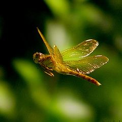 photo "Flying dragenfly"