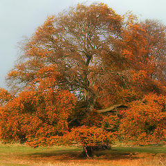 фото "Autumn Leaves"