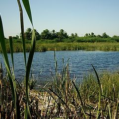 фото "A Countryside pond"