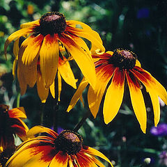 photo "Rudbecia"