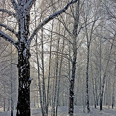 photo "Frost and Sun..."