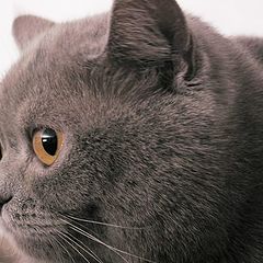 фото "kiti-cat"