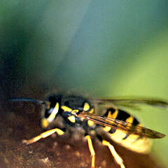 photo "Wasp"