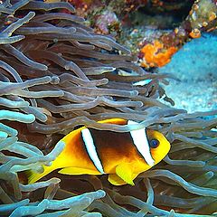 фото "Amphiprione."