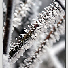 photo "Frost"