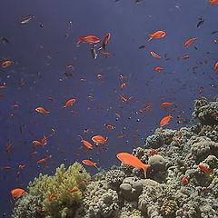 photo "Underwater pictures #5"