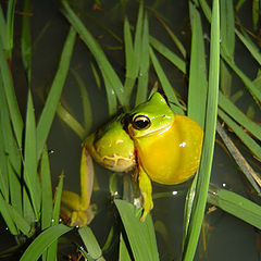 photo "The frog calls"