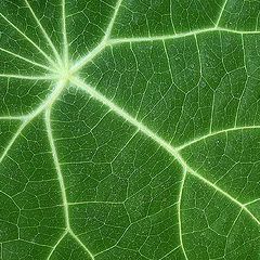 photo ""Green Traffic Map" -- veins of a leaf"