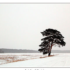 фото "первый день зимы"