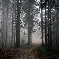 photo "Road to fog"