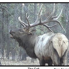 photo "Bull Elk Calling"