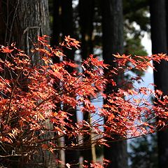 photo "Forest in the Fall"