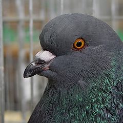 photo "The pigeon"