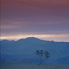 photo "Lonely Tree in the Dunes"