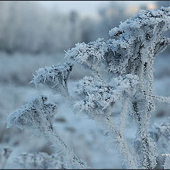 photo "Winter"