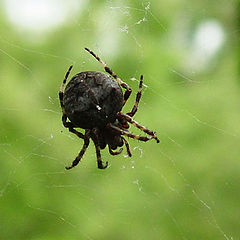 photo "Waiting For a Victim"