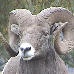 photo "Bighorn Ram"