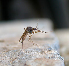photo "Dancing mosquito"