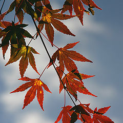 photo "Fall Leaves"