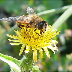 photo "Autumn dandelion"