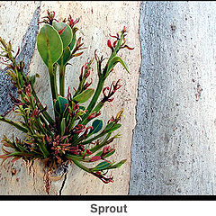 фото "Sprout"