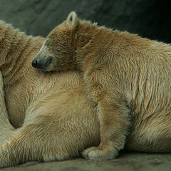 photo "The Small Bears"