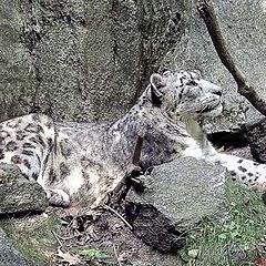 photo "Snow Leopard"