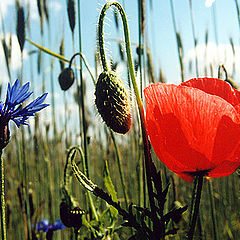 photo "Fields - flowers"