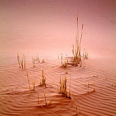 photo "Edge of Desert"