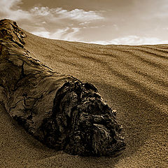 photo "Worm Dune"