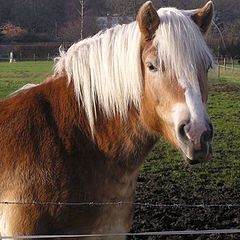 photo "a very nice horse"