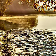 photo "It is a little gold, water and mist..."