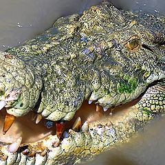 фото "Crocodile, Northern Australia"