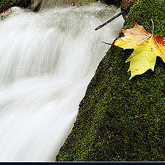 photo "leaf"