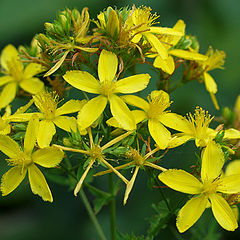 фотоальбом "WildFlowers and Fauna"