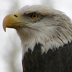 photo "A Proud Bird."