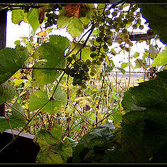 photo "Grape history"