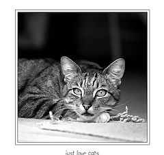 фото "just love cats"