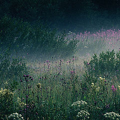 photo "Misty field 1"