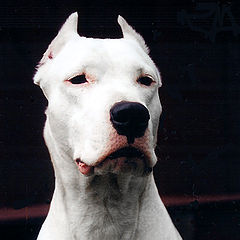 album "Dogo Argentino"