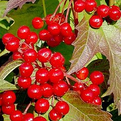 photo "Guelder-rose..."