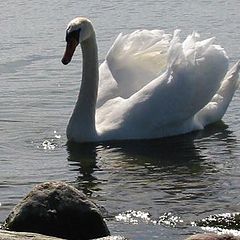 photo "swan"