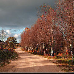 photo "My Autumnal way"