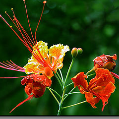 photo "Pin Flower"