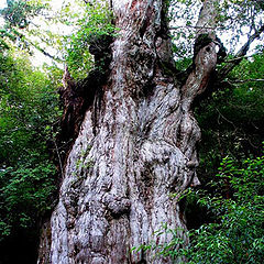 фото "Jomon Sugi"