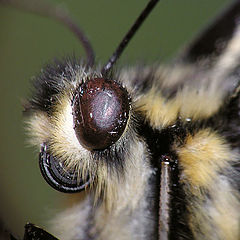 photo "Portrait of the butterfly Papilio Machaon"