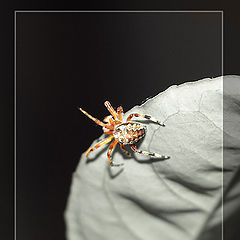 photo "The spider"
