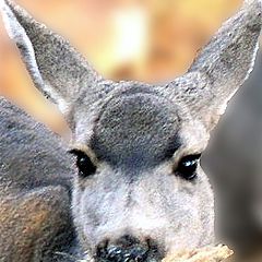 photo "Portrait of a Doe"