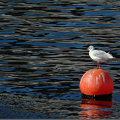 фото "The equilibrist"