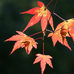 photo "Fall Leaves II"